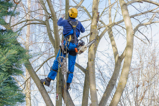 Best Emergency Tree Removal  in Hyde, PA