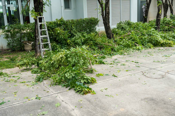 Best Palm Tree Trimming  in Hyde, PA